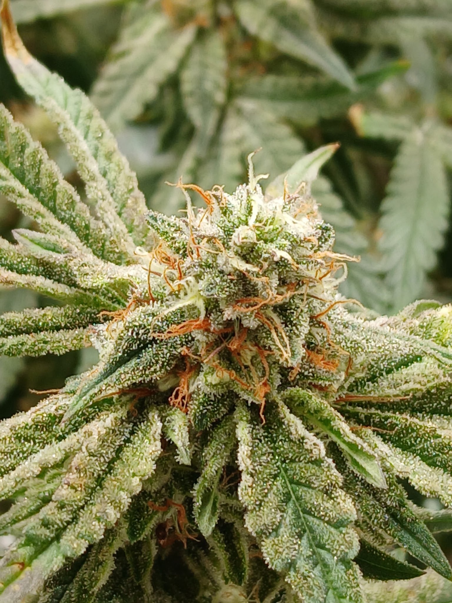 Product sample image